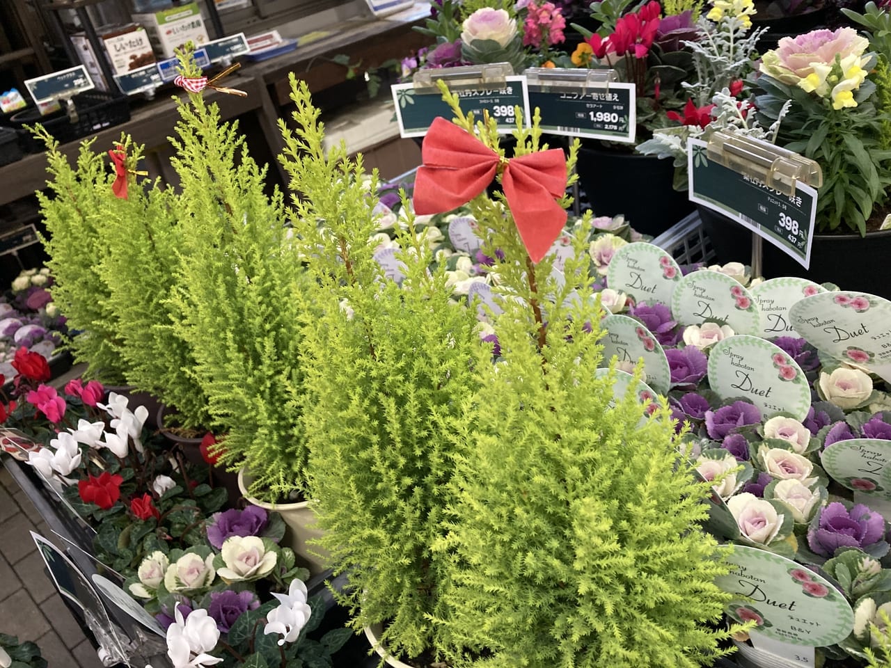 コーナン宮前上野川店の植物コーナー