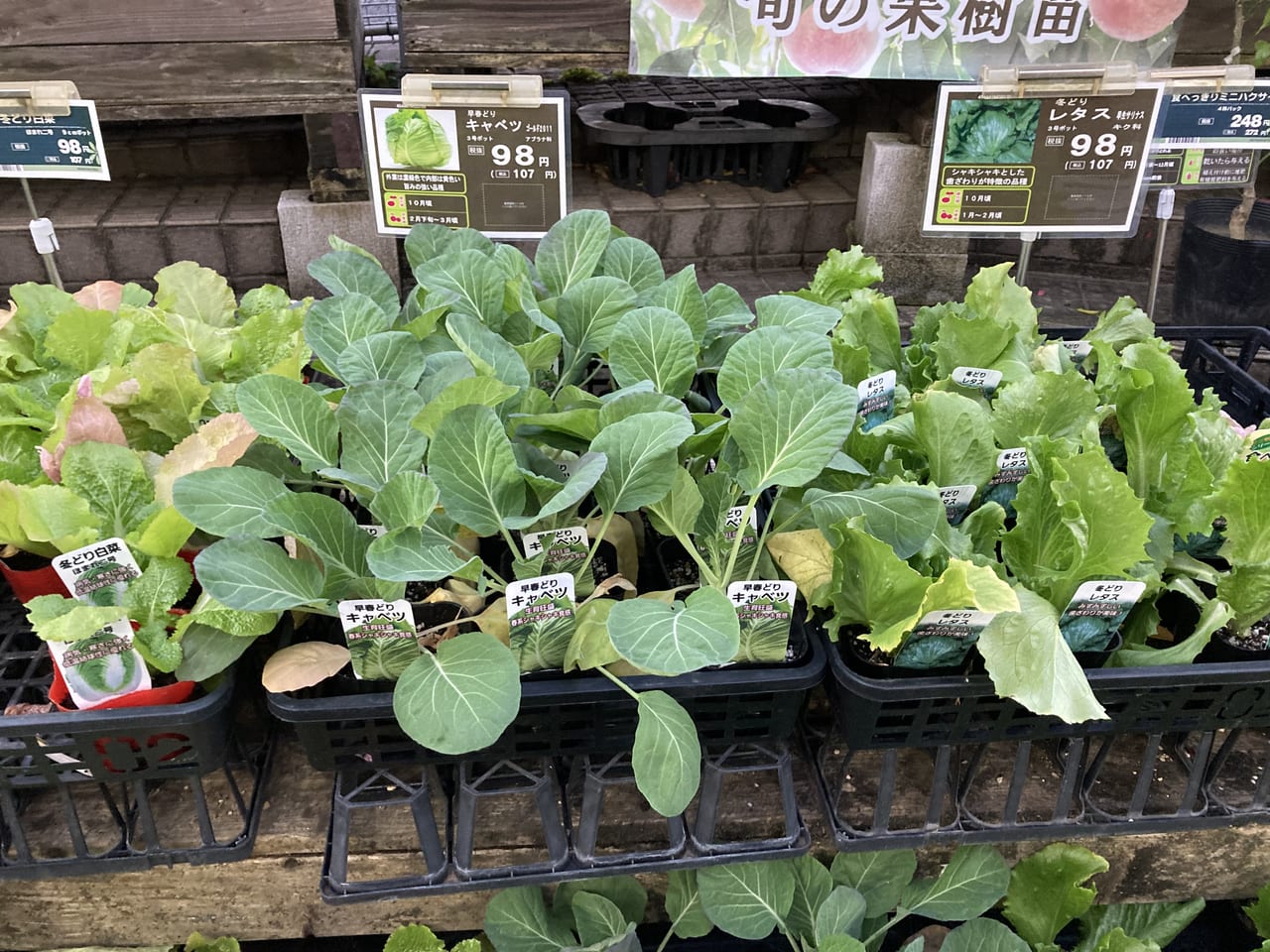 川崎市宮前区 可愛い植物でクリスマスを盛り上げませんか コーナン宮前上野川店では元気な植物が手に入りますよ 号外net 川崎市宮前区