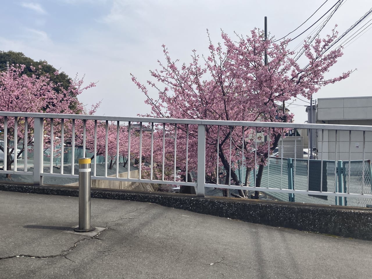 平瀬川付近の開花