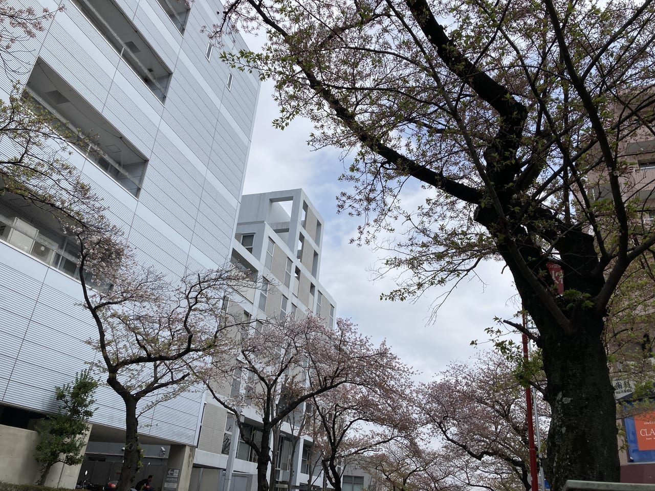 さくら坂の葉桜